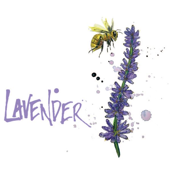 Lavender