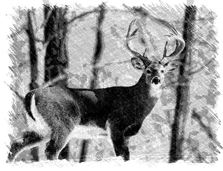 2021 Whitetail