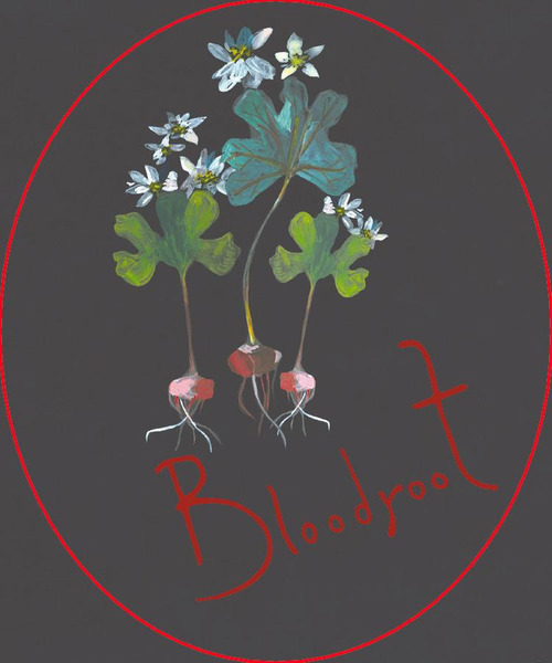 Bloodroot