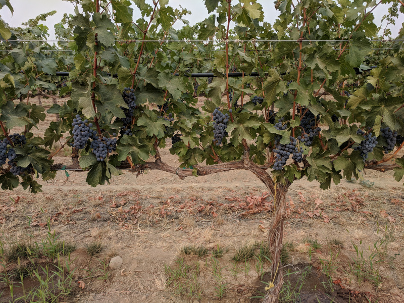 2018 Cabernet Sauvignon, Red Willow Vineyard