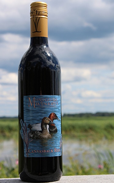 Canvasback Red