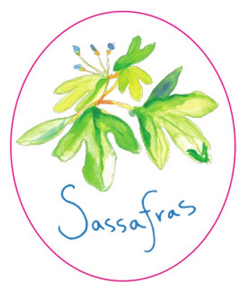 Sassafras