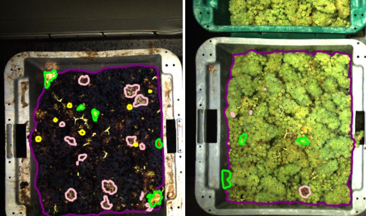 grapes being analyzed by AI