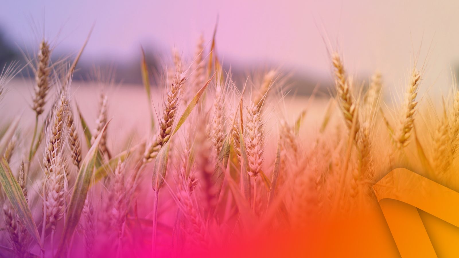 wheat field