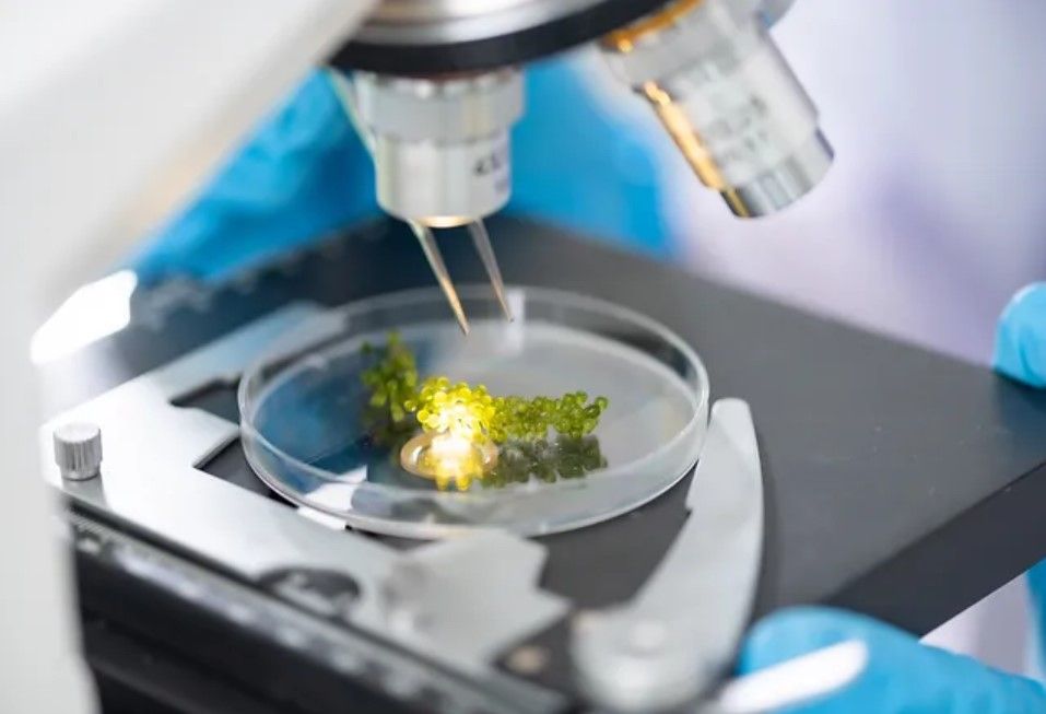 microscope