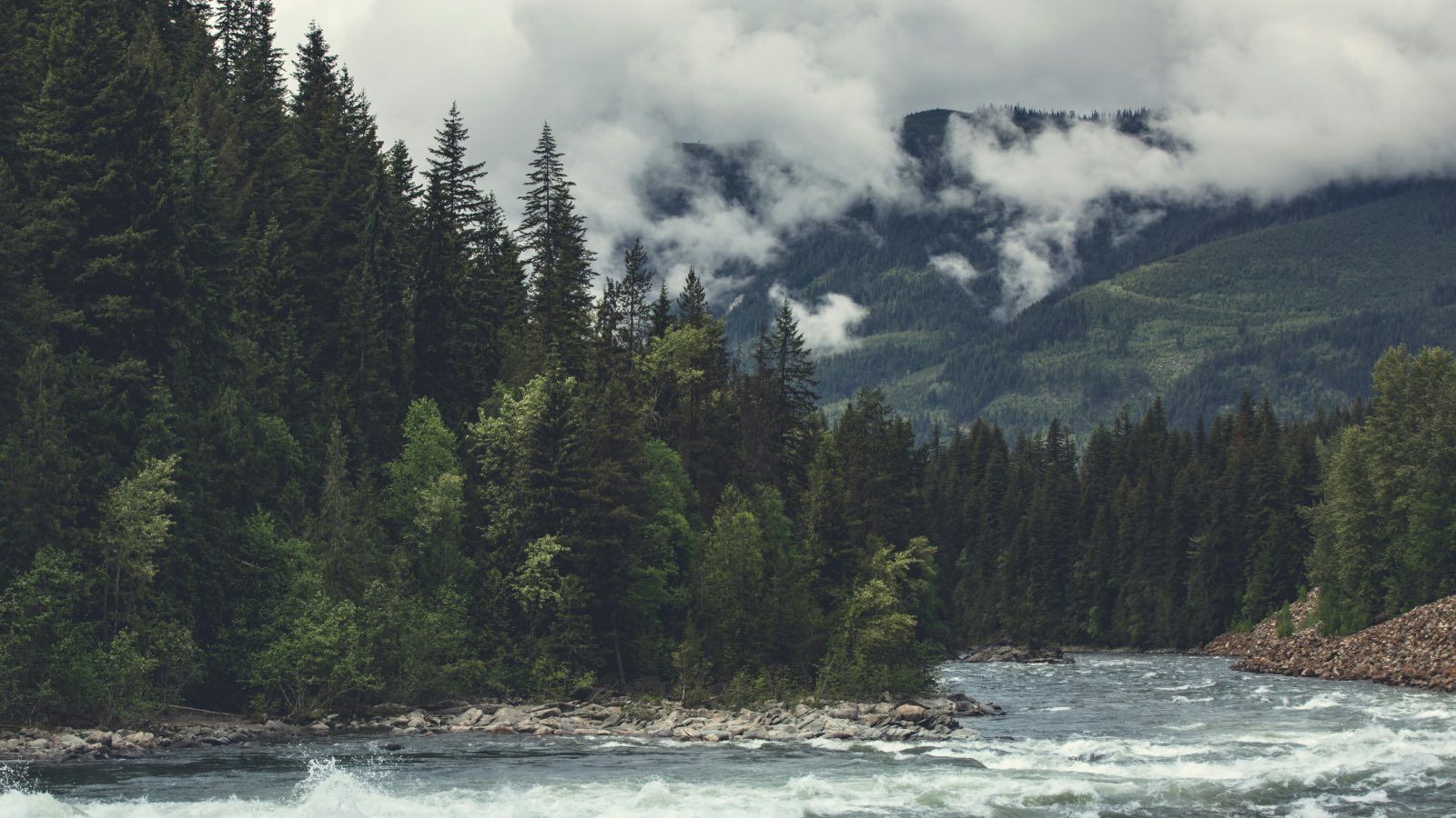 Wildlife image of a rushing river through a pine forest valley