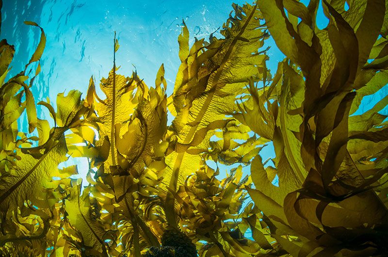 carbon-hub-seaweed-feature-image.jpg