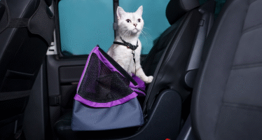 Tips Efektif Menghilangkan Bulu Kucing di Mobil Anda Tips Efektif Menghilangkan Bulu Kucing di Mobil Anda