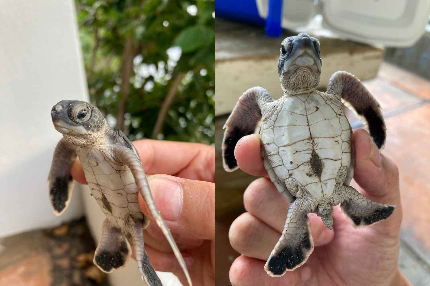 満点の星が輝く夏の小笠原諸島で アオウミガメの放流体験