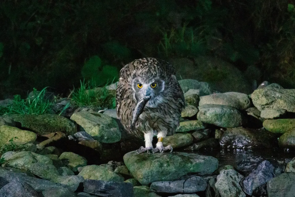 Blakiston's Fish Owl