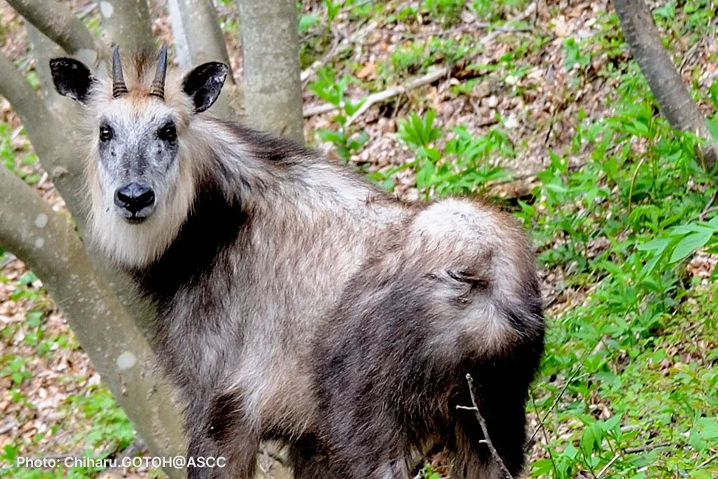 The Japanese serow <i>(Capricornis crispus)</i>