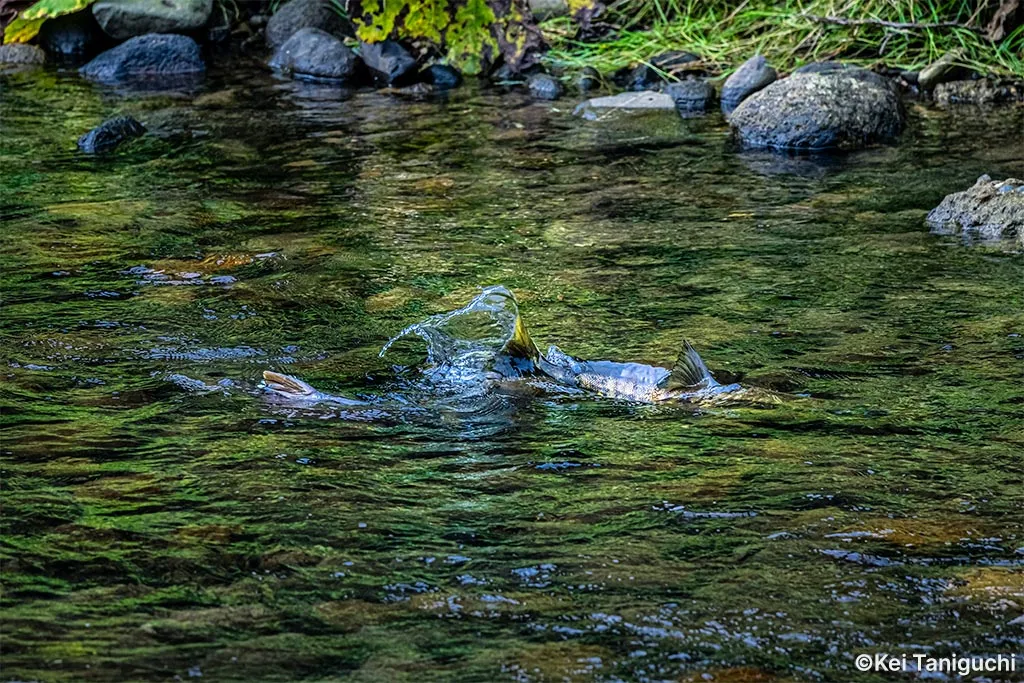 Upstream migration of salmon