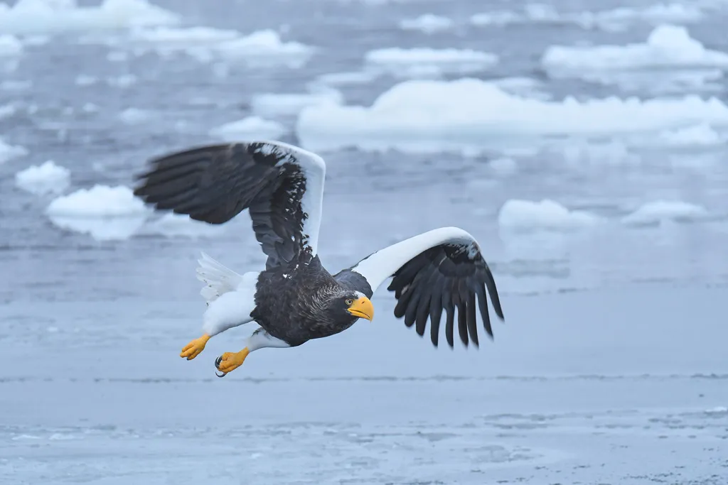 Steller's Sea Eagle