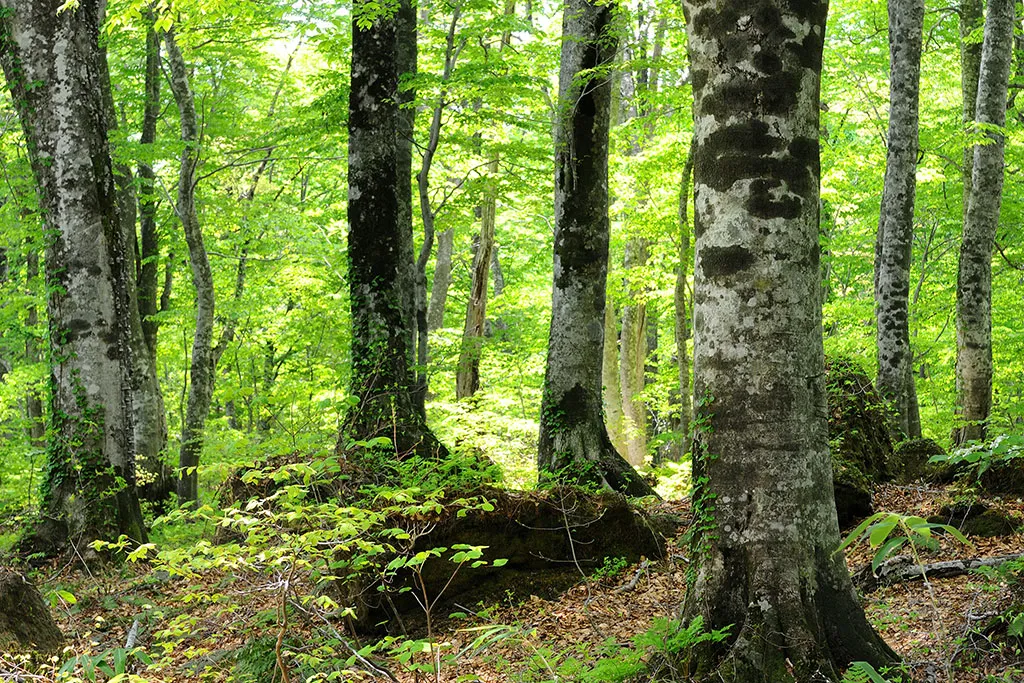 Dakedaibuna Natural Forest