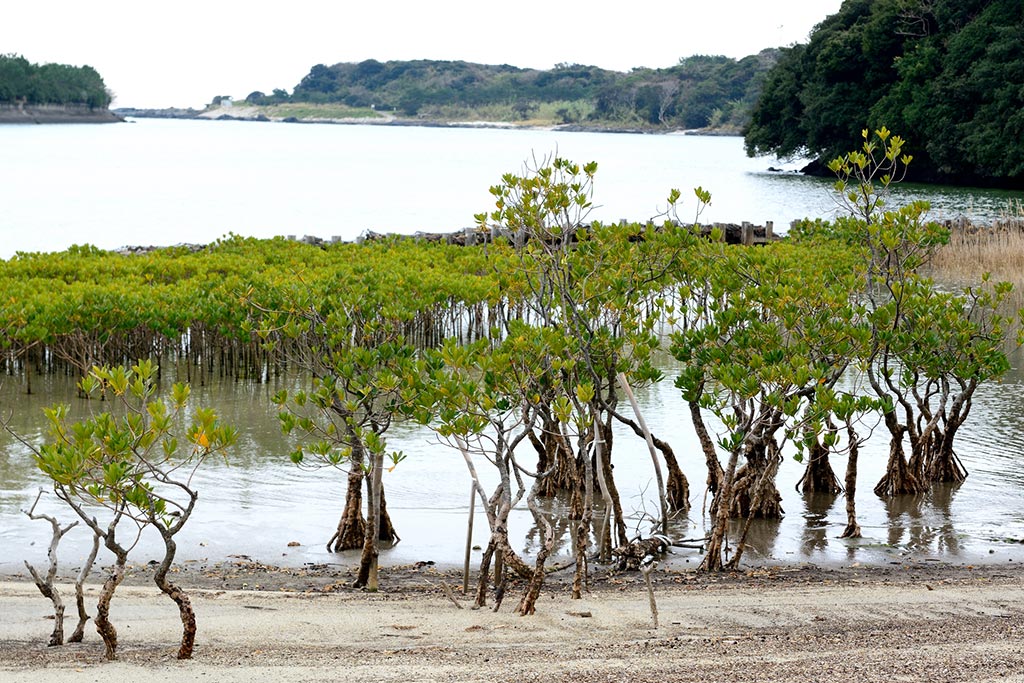 栗生川のメヒルギ群落