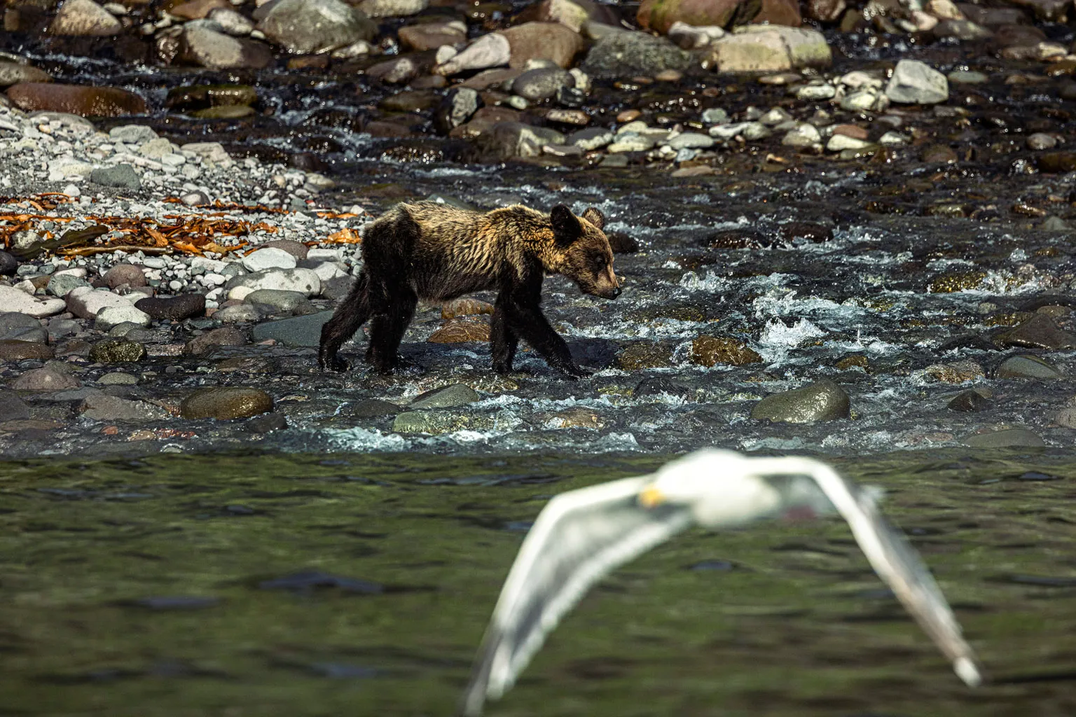 ヒグマウォッチングツアー