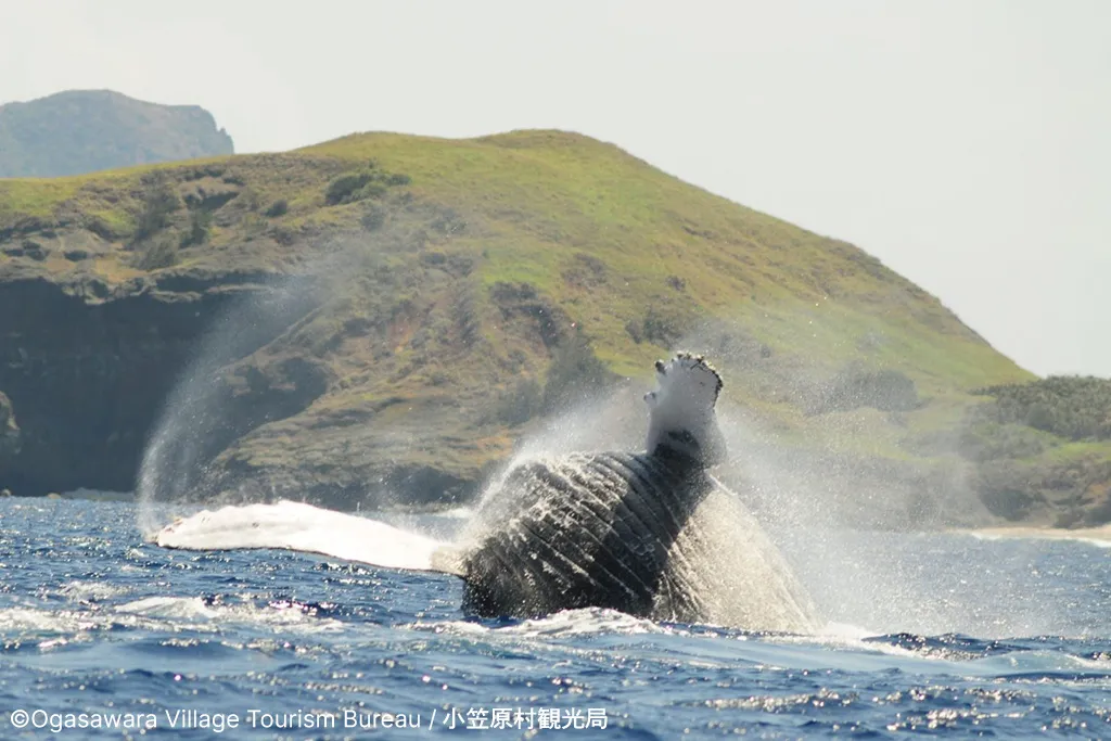 Humpback whales