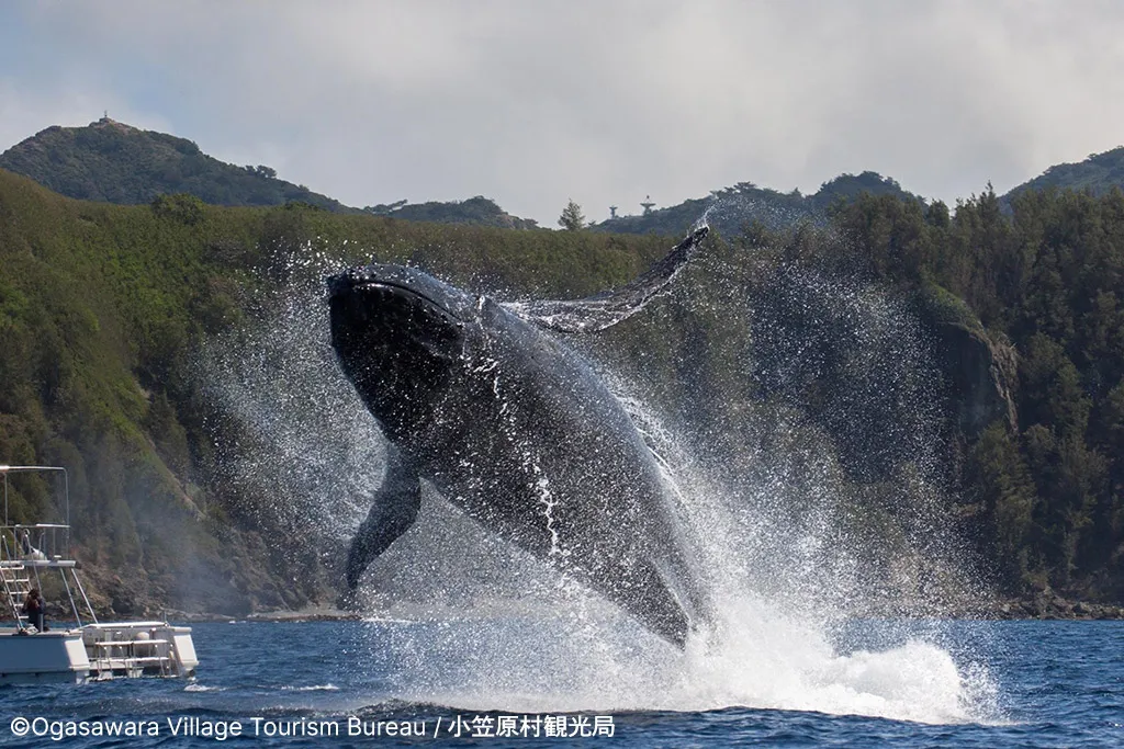 Whale watching