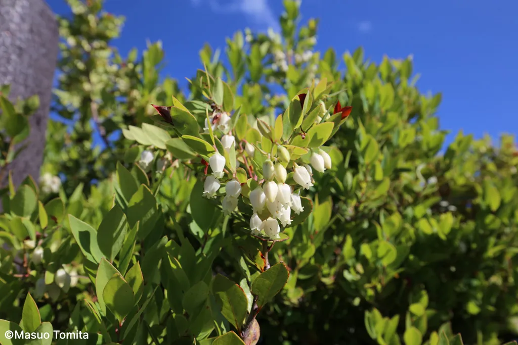 Vaccinium boninense