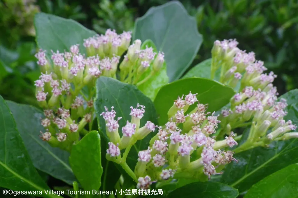 Dendrocacalia crepidifolia