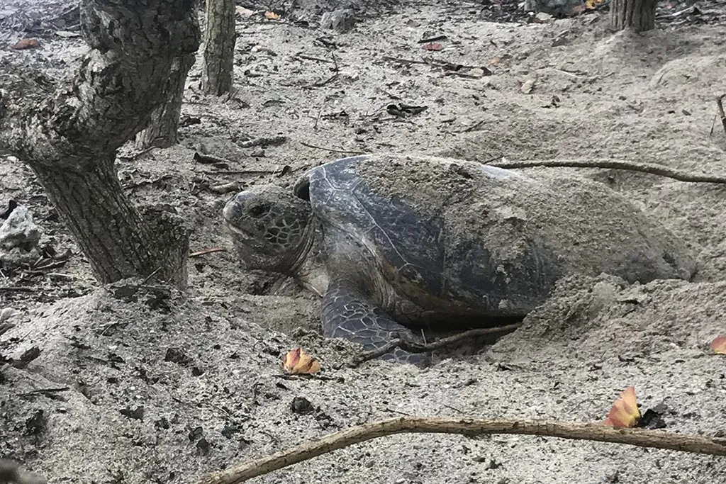 アオウミガメの放流体験