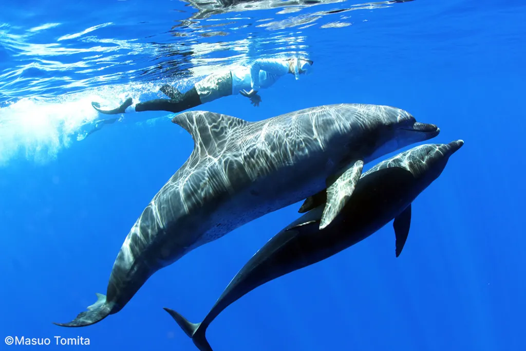 Swimming with dolphins and cruising Minamijima Island