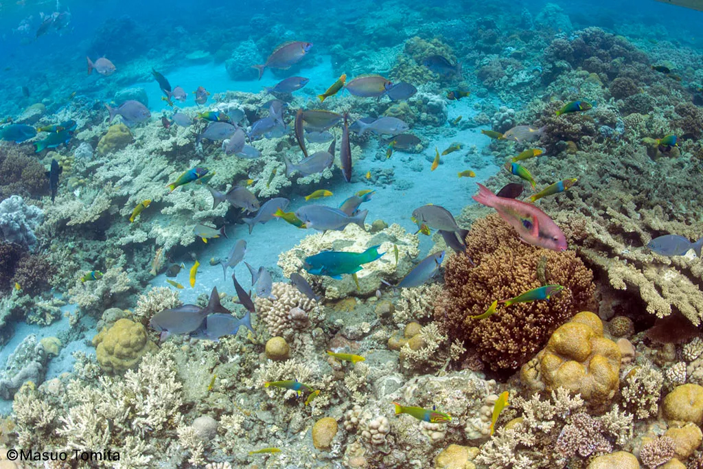 Snorkeling