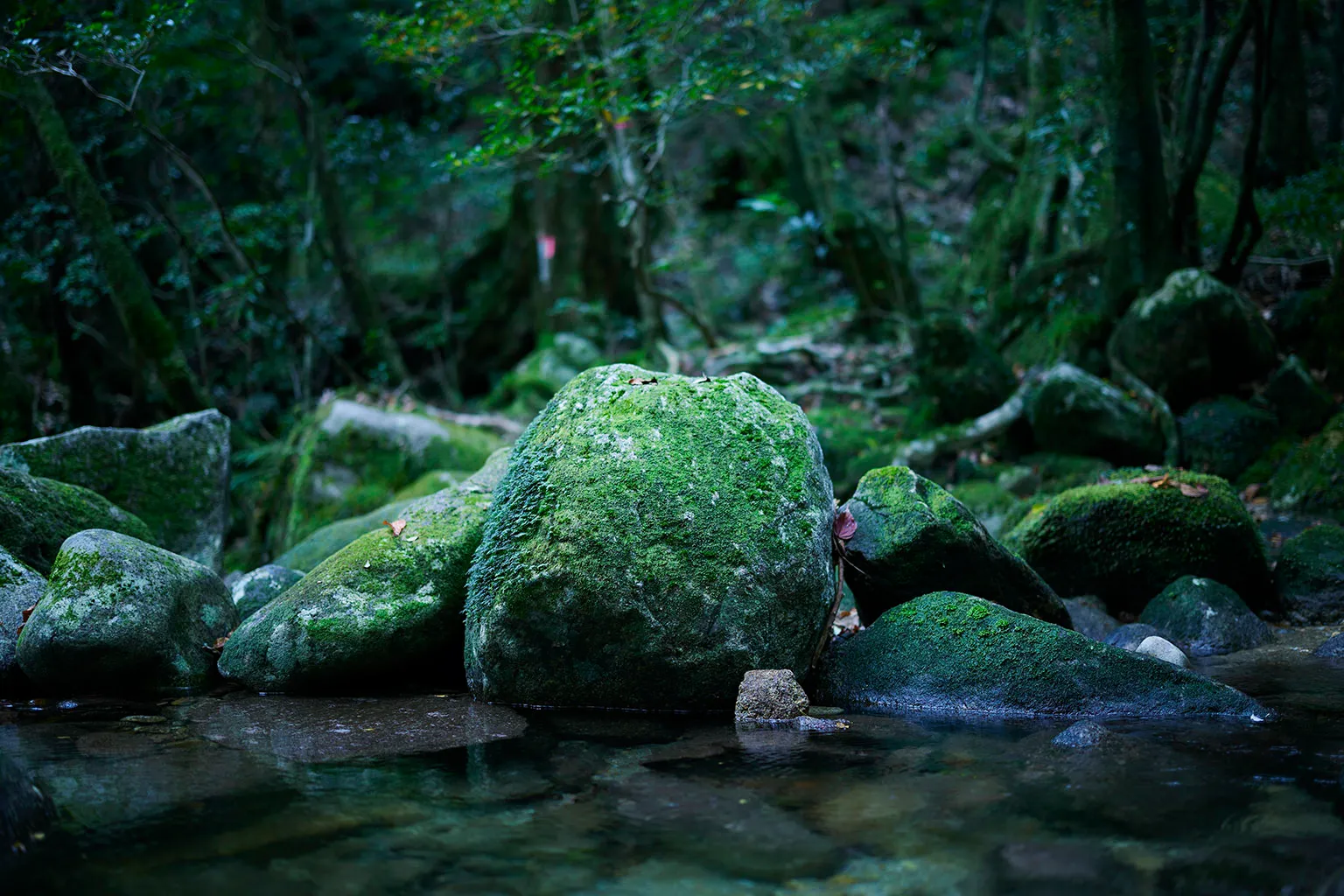 屋久島｜日本の世界自然遺産