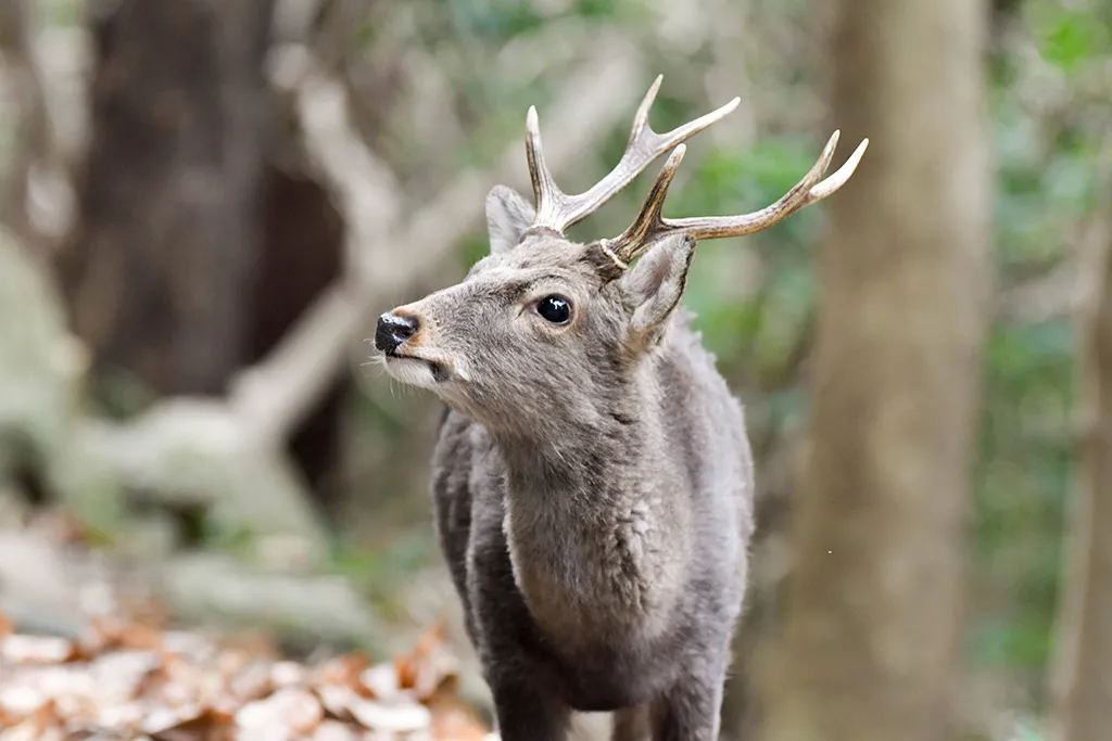 Yakushima sika deer