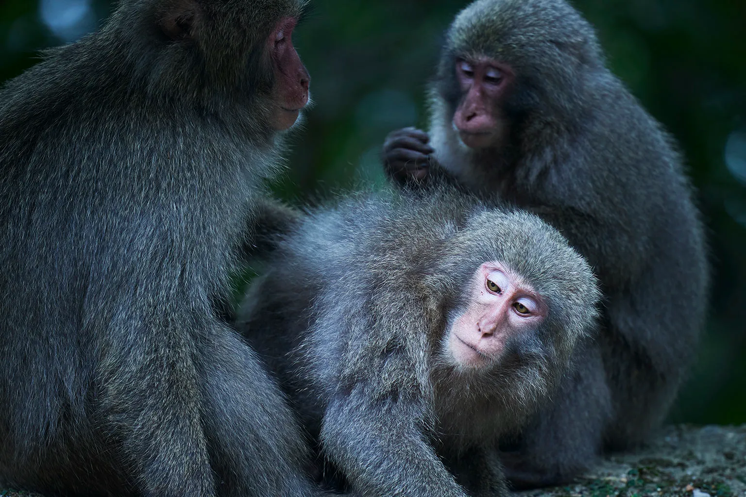 西部林道とヤクシマザル