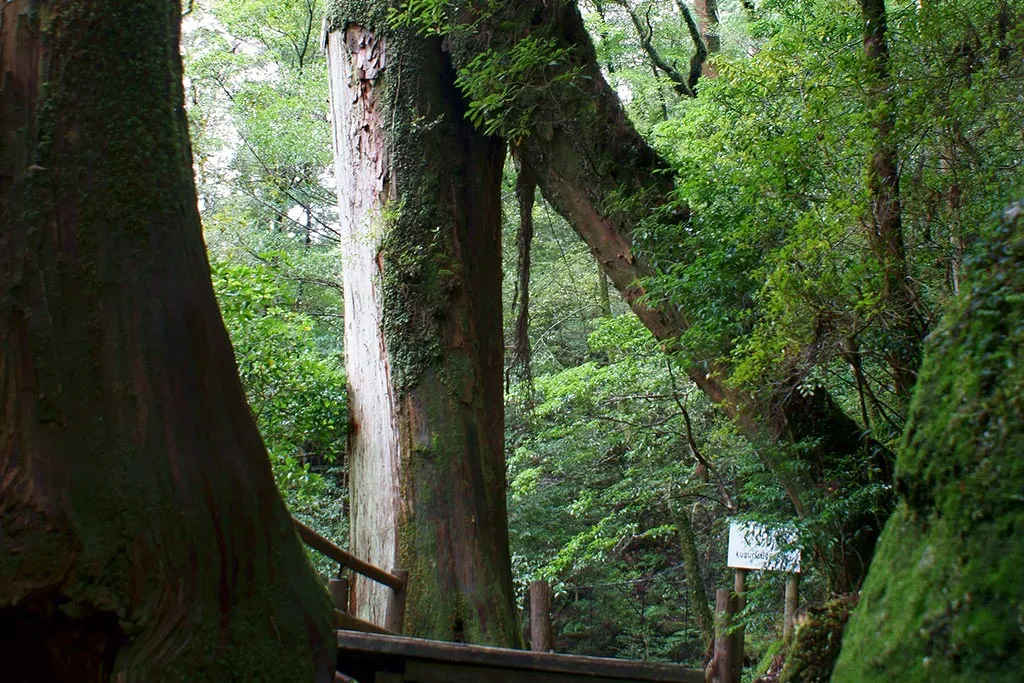 Yakusugi Land