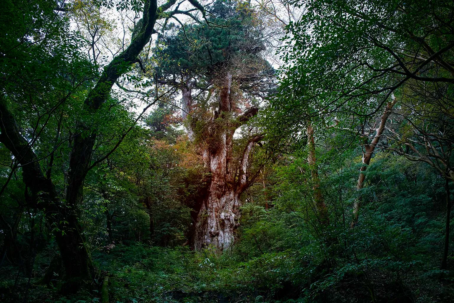 縄文杉