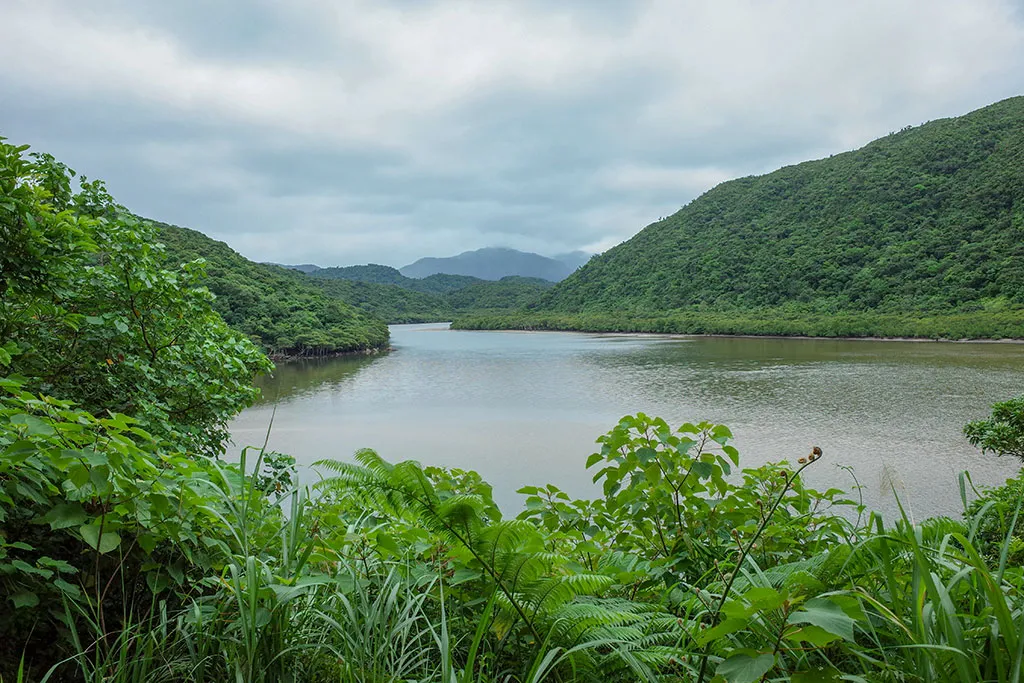 Urauchi River (Iriomotejima Island)