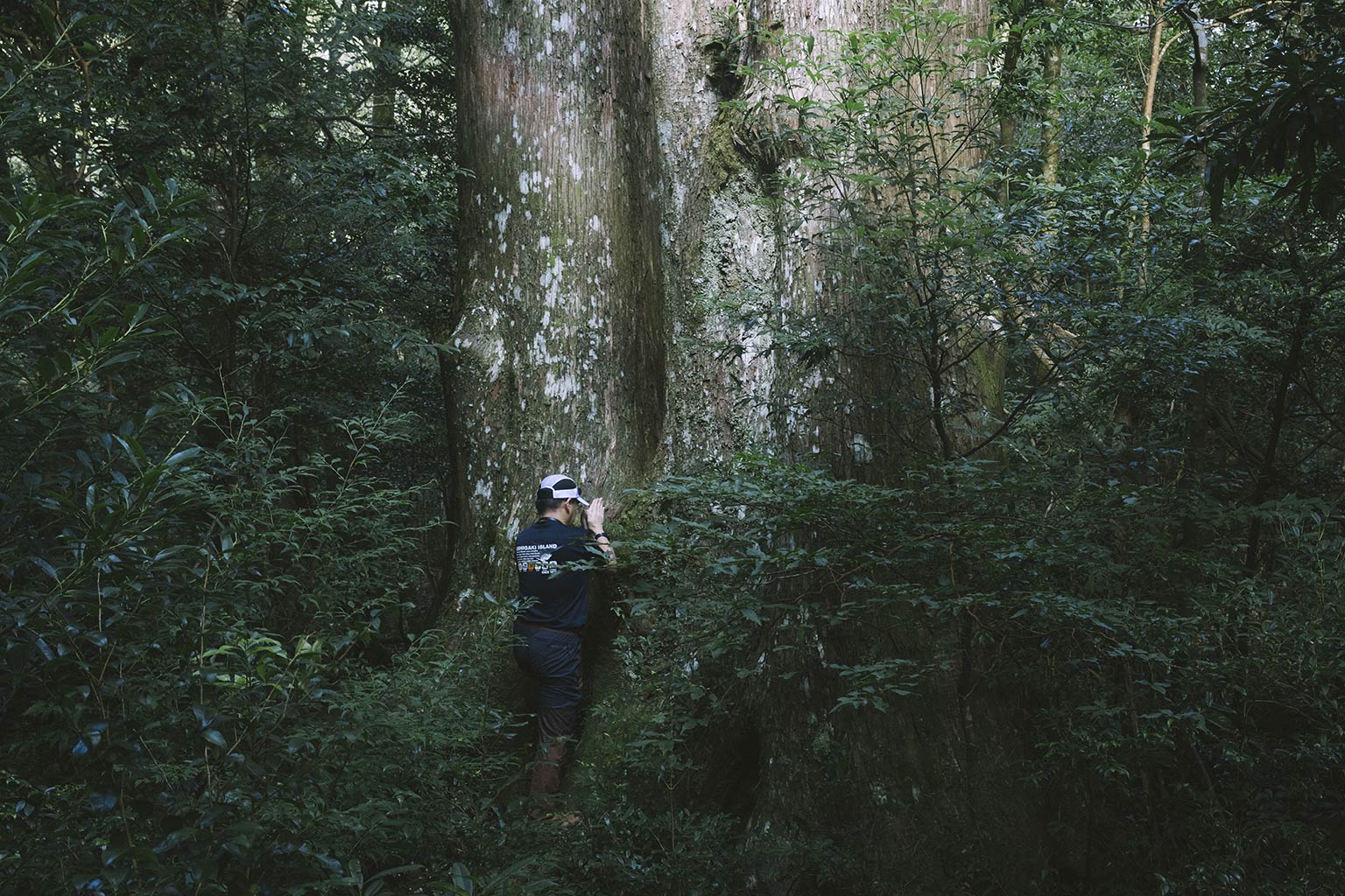 Yakushima’s tradition of mountain pilgrimages: Climbing mountains to worship the deities who reside there