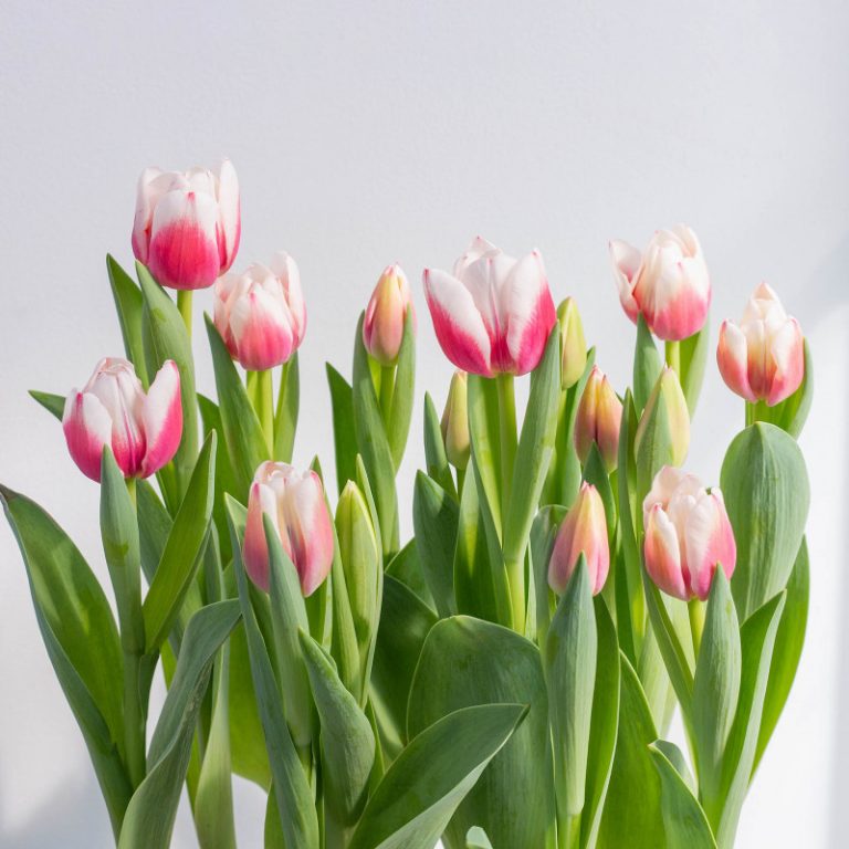 Hoa tulip chậu