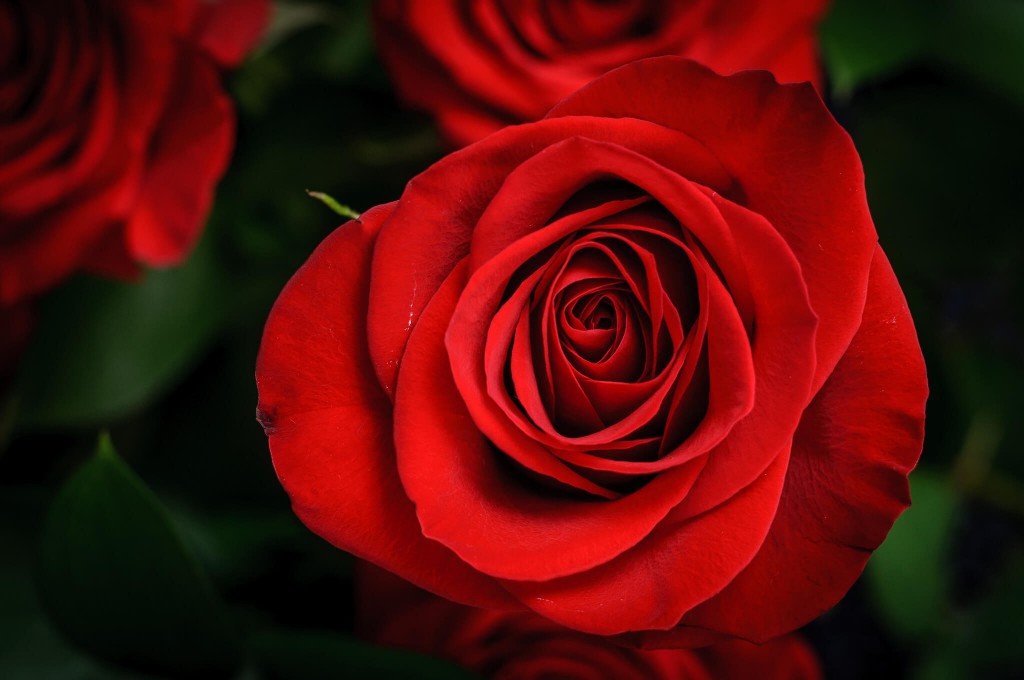Hoa hồng - ngôn ngữ của tình yêu