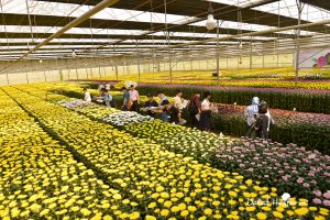 Khách hàng đang tham quan trang trại cúc chuẩn của Dalat Hasfarm