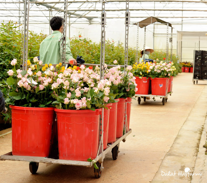 Thu hoạch hoa hồng tại trang trại Dalat Hasfarm