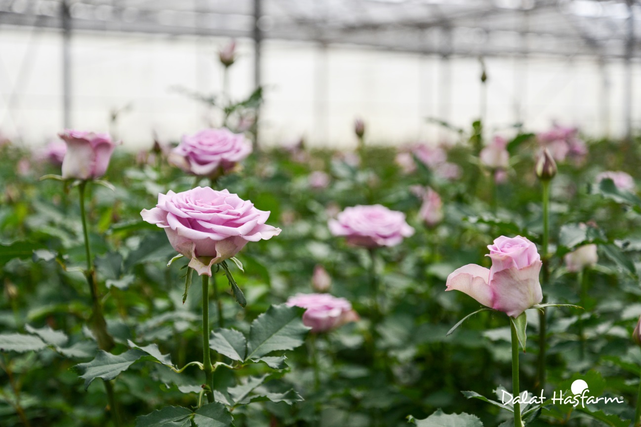 Dalat Hasfarm trồng rất nhiều loại hoa hồng tím đẹp mắt và độc đáo