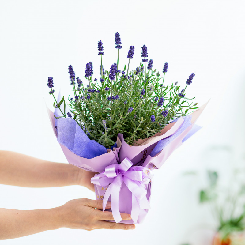 Lavender (hoa oải hương)