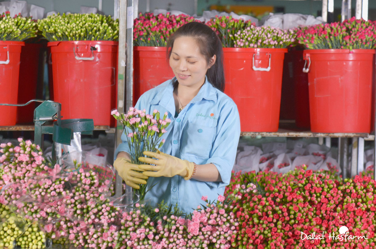 Flower Trials 2018