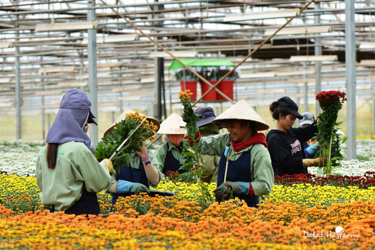 hoa tươi Dalat Hasfarm