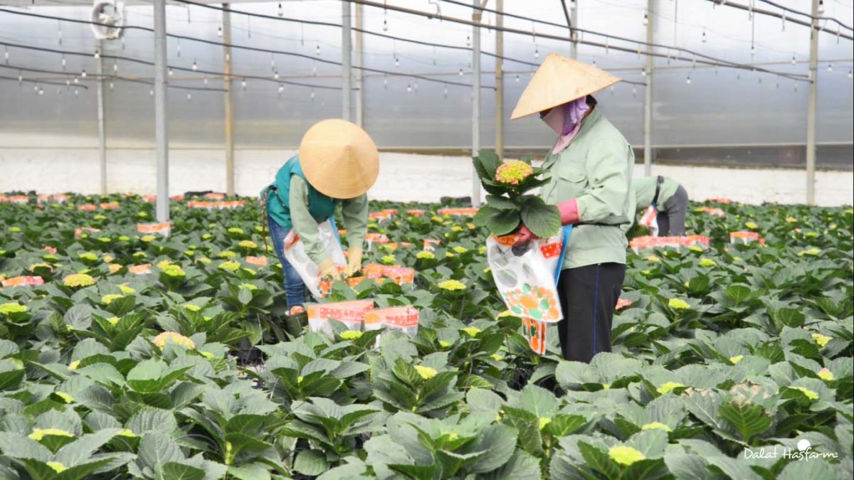 Cẩm Tú Cầu Dalat Hasfarm