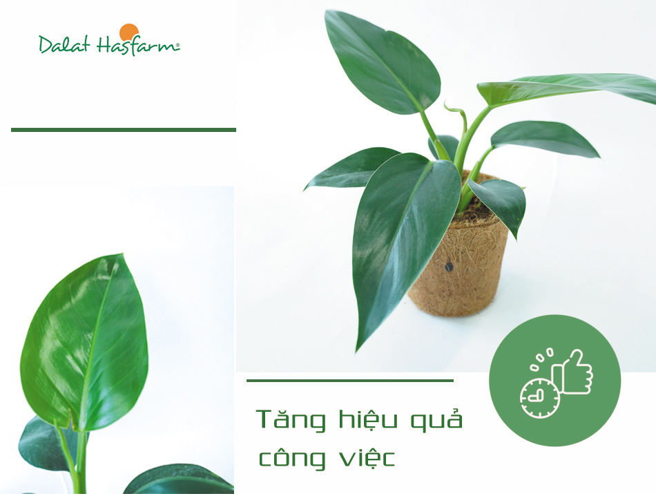 5 Lợi ích từ cây xanh cho văn phòng