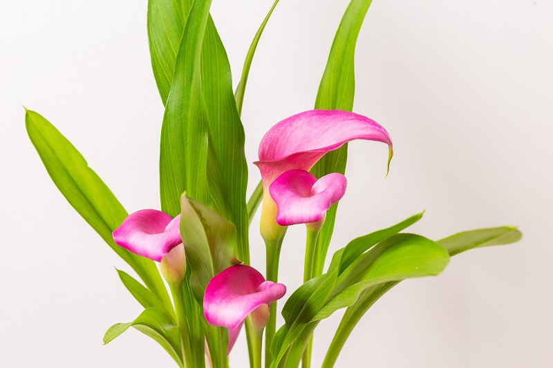 Calla Lily hay còn gọi là hoa Rum