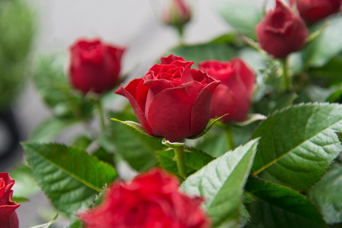 Hoa hồng leo khiến ban công nhà trở nên rực rỡ
