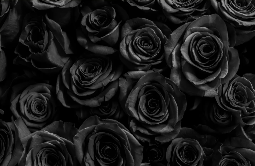 Hoa hồng đen