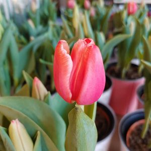 Hoa Tulip 