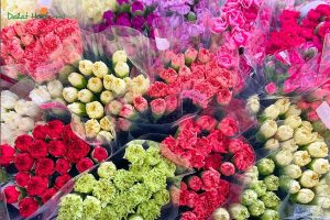 Hoa cẩm chướng - Shop hoa tươi Dalat Hasfarm