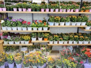 Hoa chậu - Shop hoa Dalat Hasfarm Quận 3